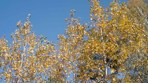 Autumn slowmo Stock Footage 146943035