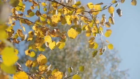 Autumn slowmo Stock Footage 146943088