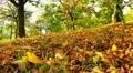 autumn slowmotion Vídeos en HD