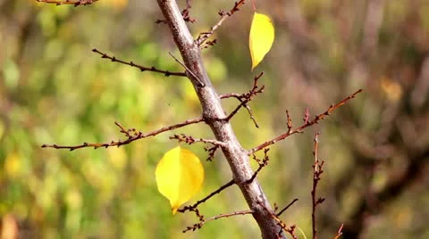 Autumn small leaves Stock Footage 12243779