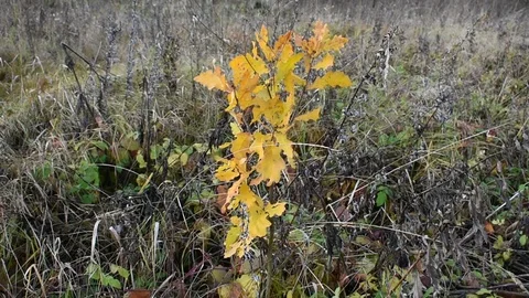 Autumn, small oak in the field in the wind Stock Footage 117906273