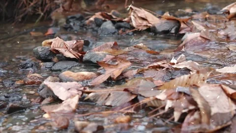 Autumn Small Stream Forest Snow Falling Transition Winter Stock Footage 330280862