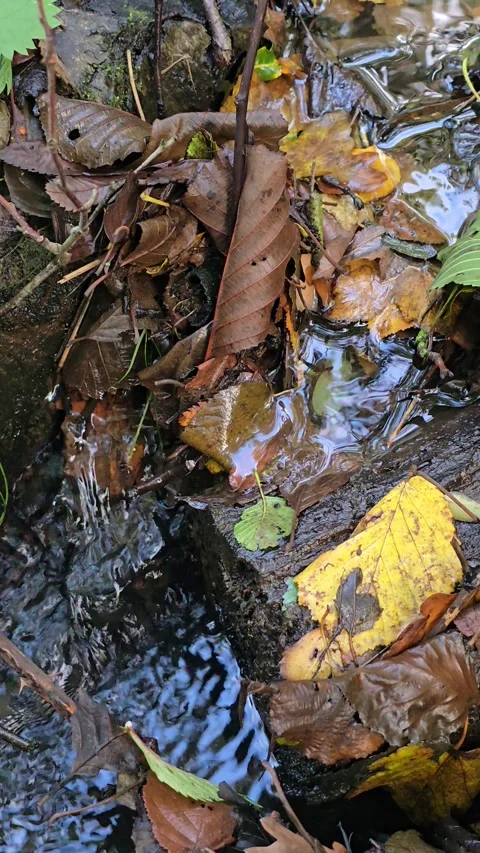 Autumn small water stream in forest 4K Stock Footage 320188397