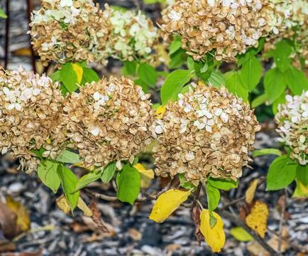 Autumn Smooth Hydrangea with White, Green and Dried Flower Heads Stock Photos
