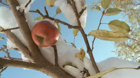 Autumn Snow Apples 库存影片 11619665