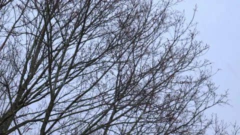 Autumn snow on a bare tree background Stock Footage 155900924