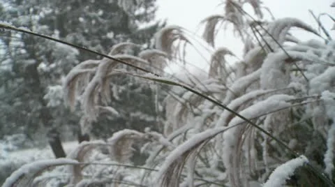 Autumn Snow Grass 库存影片 11619035