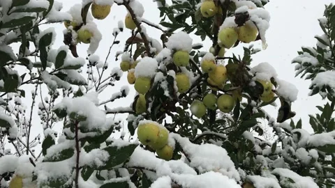 Autumn snowfall on apple tree Stock Footage 144891133