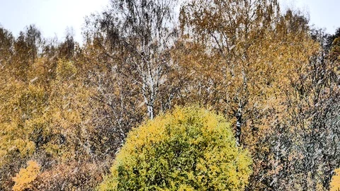 Autumn. Snowfall Stock Footage