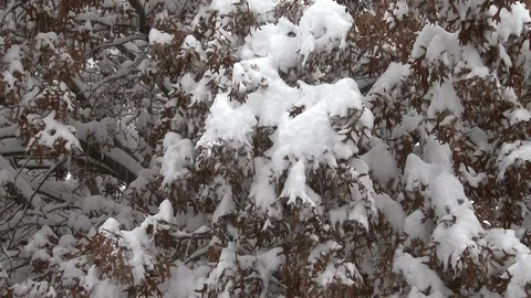 Autumn snows fall from an accumulation on oak leaves, 4K. Stock Footage 99607662
