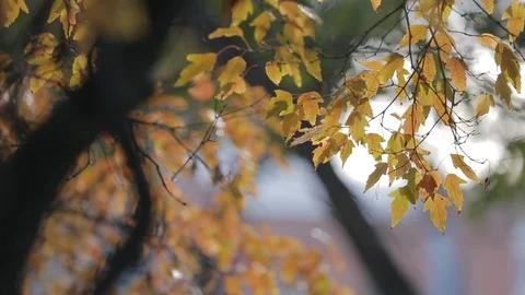 Autumn, soft light on branches of flying trees, yellowed leaves sway in wind Stock Footage 128283462