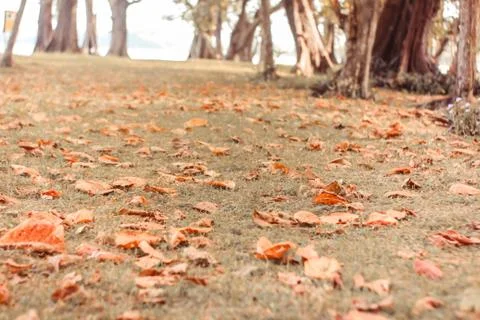 Autumn Somewhere Stock Photos
