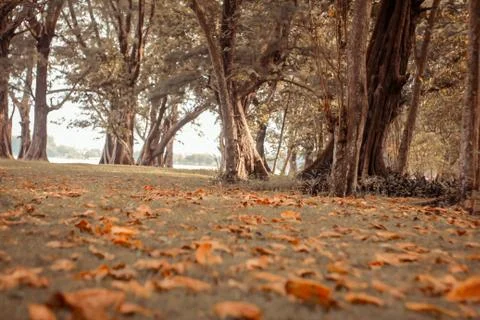 Autumn Somewhere 写真素材