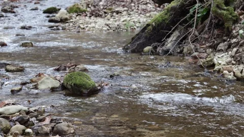 Autumn, the sources of a small river during a period of shallow water Stock Footage 304456922