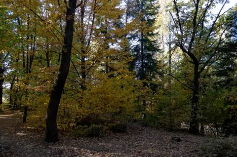 Autumn in South Park in Sofia Stock Photos