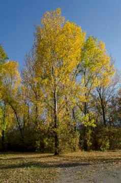 Autumn in South Park in Sofia Stock Photos