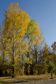 Autumn in South Park in Sofia Stock Photos