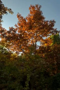 Autumn in South Park in Sofia Stock Photos