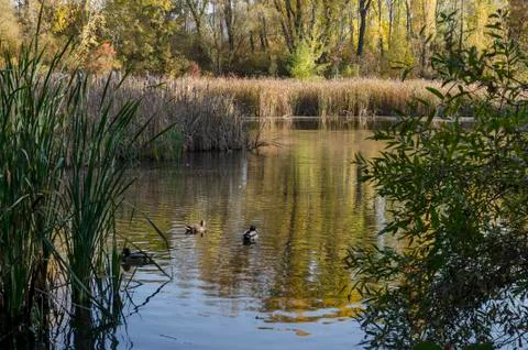 Autumn in South Park in Sofia Stock Photos