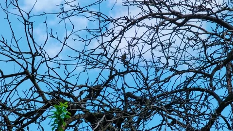 Autumn Sparrow Rest Stock Footage 292334658