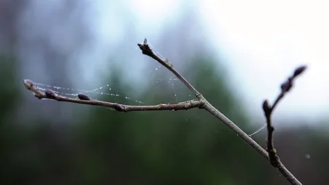 Autumn. A spiderweb on a tree branch. Video stock 81104239