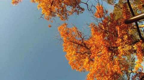 Autumn Spinning Vidéo 45531606