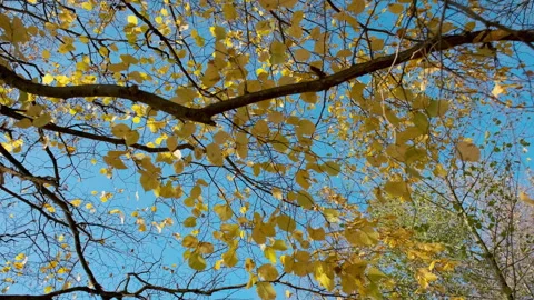 Autumn Splendor Video stock 301452529