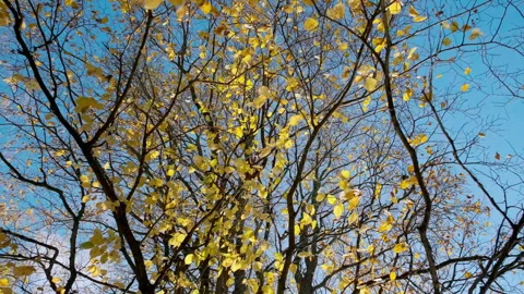 Autumn Splendor Stock Footage 301453465