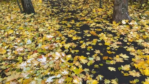 Autumn Splendor Pathway Amidst Fall Foliage Stock Footage 257588083