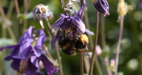 Autumn, spring. Bumblebee collects pollen from blue flowers. Bumblebee collects Vídeo Stock 330190135