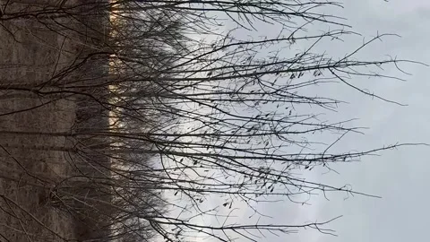 Autumn spring countryside landscape with dramatic sky and dry trees tracking Stock Footage 280348745