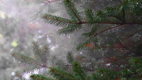 Autumn in the spruce forest Видео 216401981