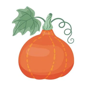 Autumn squash. Hubbard Squash. Hand drawn trendy flat style 스톡 일러스트