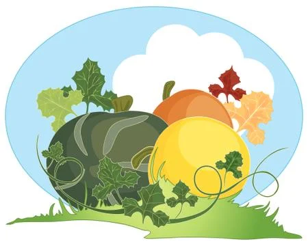 Autumn squash Stock Illustration