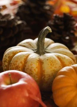 Autumn squash Stock Photos