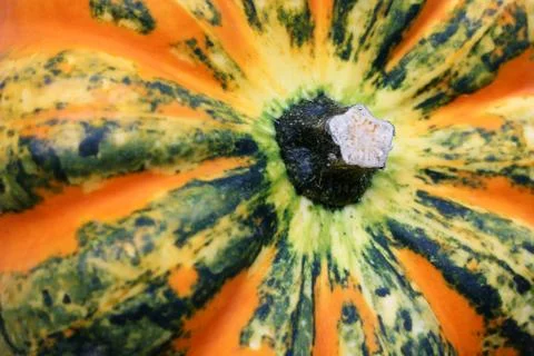 Autumn squash Stock Photos