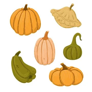 Autumn squashes and pumpkins. 스톡 일러스트