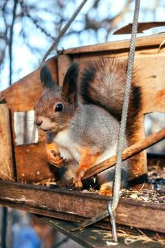 Autumn squirrel Stock Photos