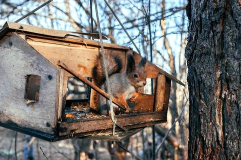 Autumn squirrel Stock Photos