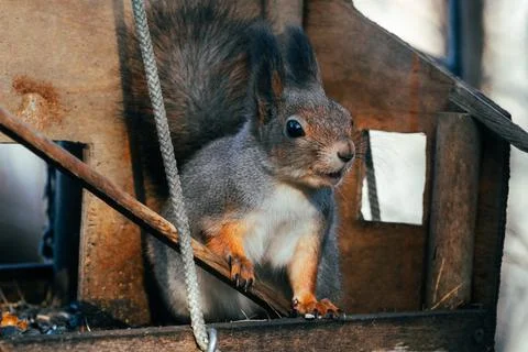 Autumn squirrel Stock Photos