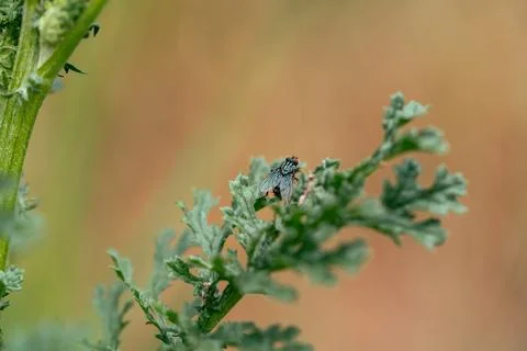 Autumn stable fly Stock Photos