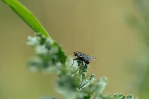Autumn stable fly 写真素材