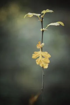 Autumn Stem Stock Photos