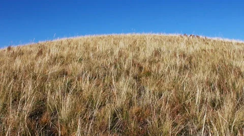Autumn steppe 動画素材 42773316