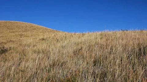 Autumn steppe Video stock 42773340