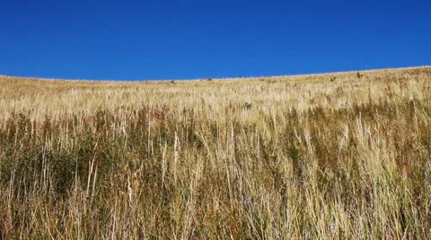 Autumn steppe Stock Footage 42773345