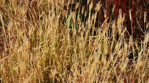 Autumn steppe Stock Footage 42773413