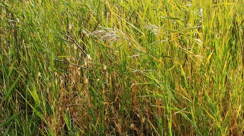 Autumn steppe Stock Footage 42773436