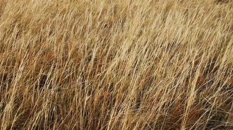 Autumn steppe Stock Footage 42773485