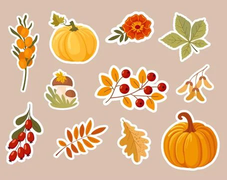 Autumn sticker set. Collection of  tree leaves, pumpkins, flowers, berries Stockillustratie